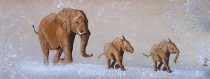 elephants