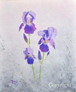 iris-bleu-copyright-p