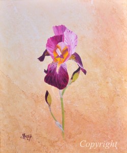 iris-rose-copyright-p7