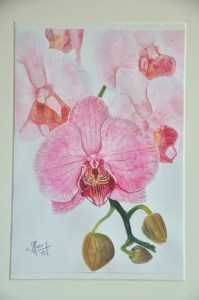 orchideeaqua